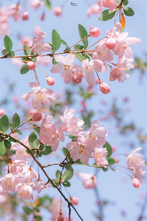 海棠 花